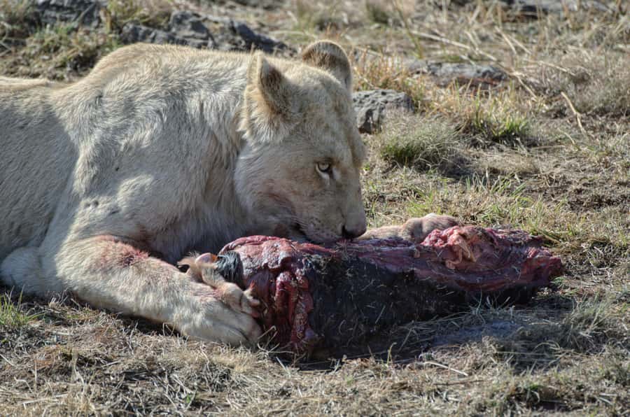 From Johannesburg: Lion & Safari Park Half-Day Tour - The Rest of the Day: Transport Back and What to Pair With It