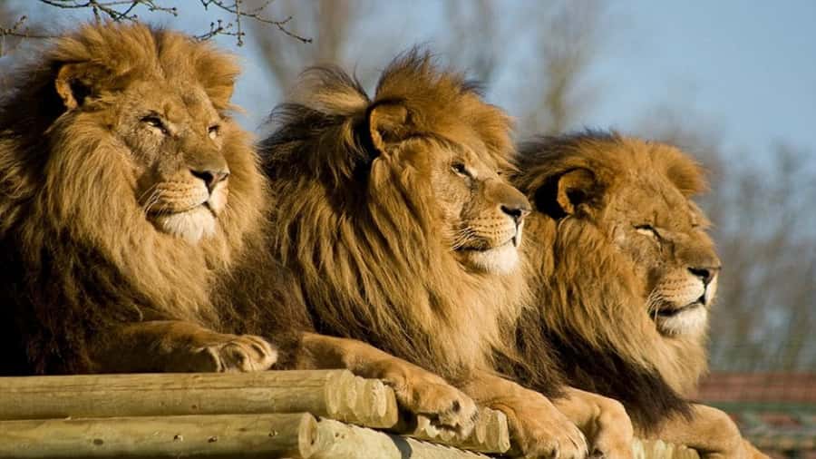 From Johannesburg: Lion & Safari Park Half-Day Tour - Price and Value: Is $167 Worth It for This Safari Style?