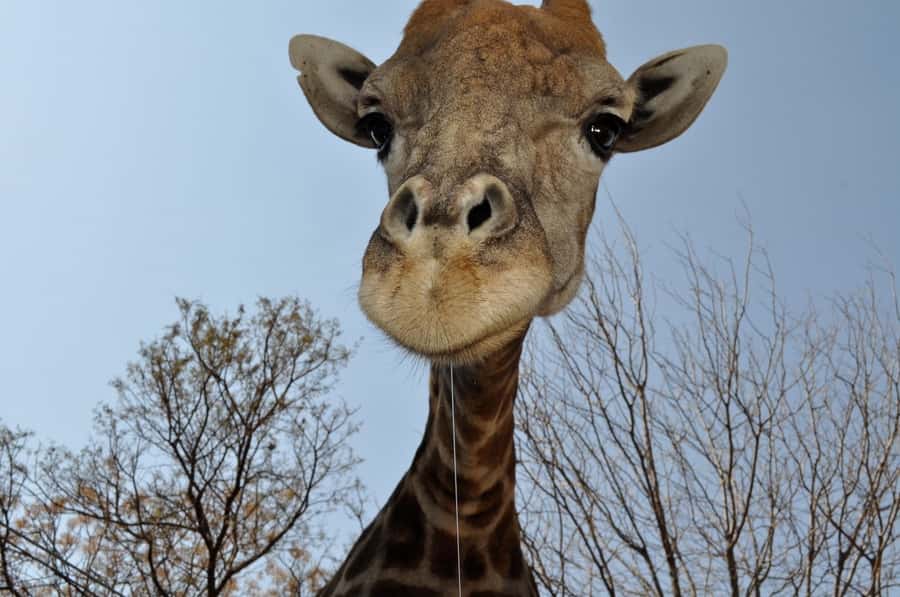 From Johannesburg: Lion & Safari Park Half-Day Tour - Who This Tour Suits Best (and Who Should Skip It)