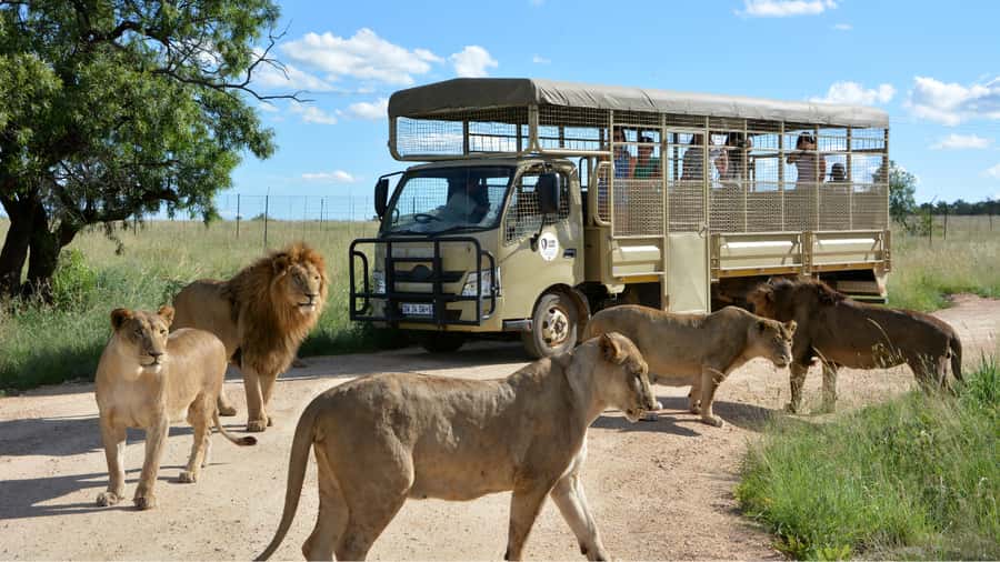 From Johannesburg: Lion & Safari Park Half-Day Tour - The Main Event, A 1-Hour Open-Vehicle Safari Drive Up Close