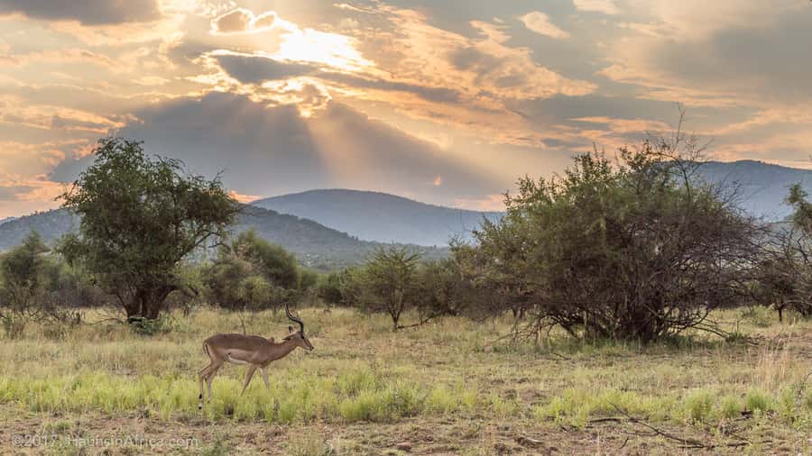 From Johannesburg: Pilanesberg National Park Safari - Key things that make this safari click