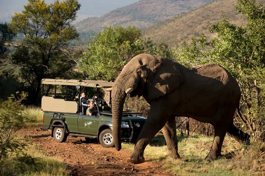 From Johannesburg: Pilanesberg National Park Safari - Why Pilanesberg Works as a Johannesburg Day Safari