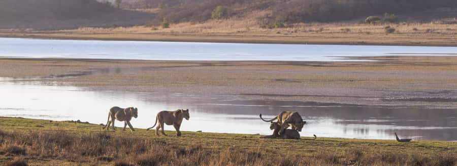 From Johannesburg: Pilanesberg National Park Safari - The 3-Hour Game Drive in Pilanesberg: What You Can Actually Expect