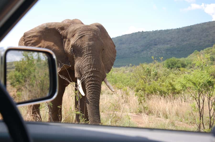From Johannesburg: Pilanesberg National Park Safari - The Lunch Break: Timing, Food, and What to Confirm