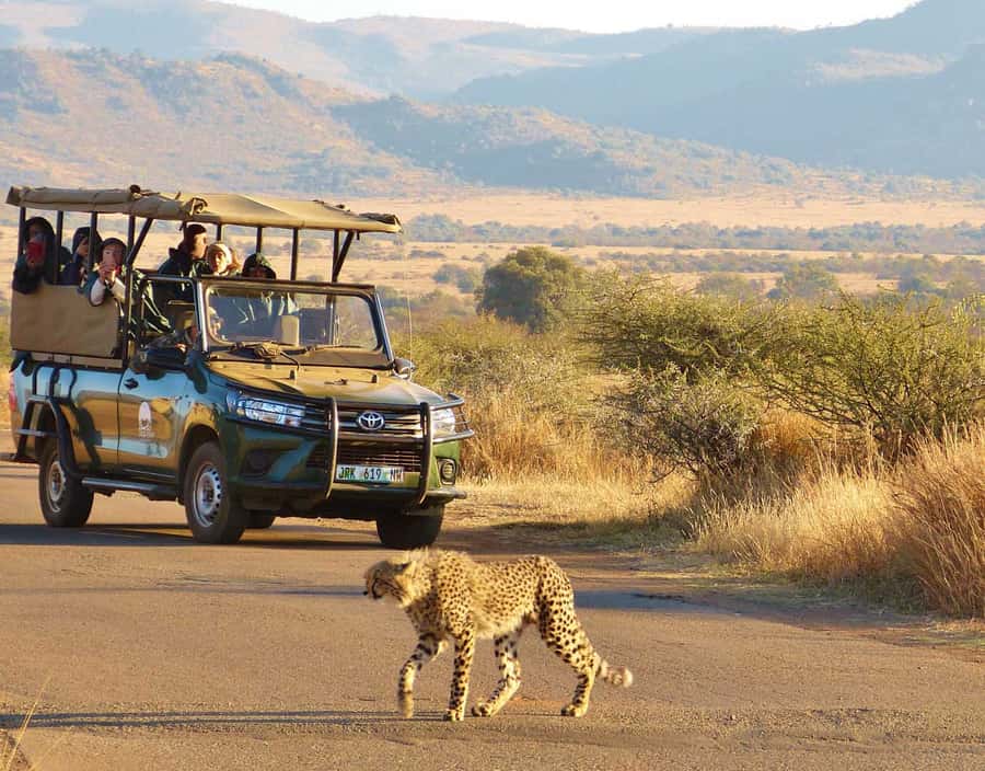 From Johannesburg: Pilanesberg National Park Safari - Getting There: The Full-Day 10-Hour Rhythm