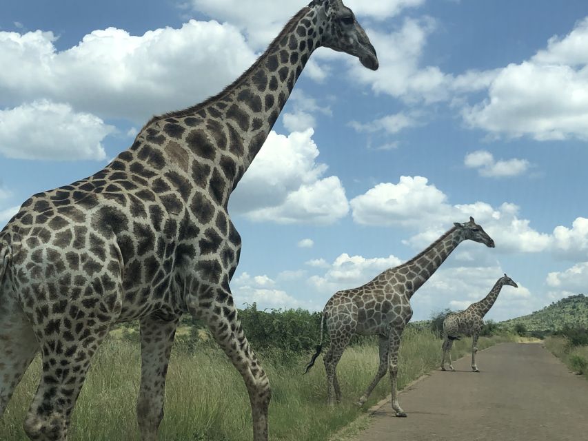 From Johannesburg: Pilanesberg Wildlife Safari - Practical Tips Before You Go (So Your Safari Day Feels Easy)