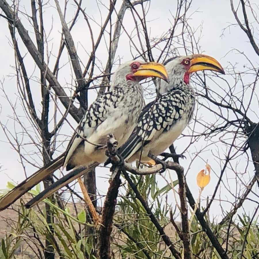 From Johannesburg: Pilanesberg Wildlife Safari - Price and Value: What About $263 Includes, and Why It Adds Up