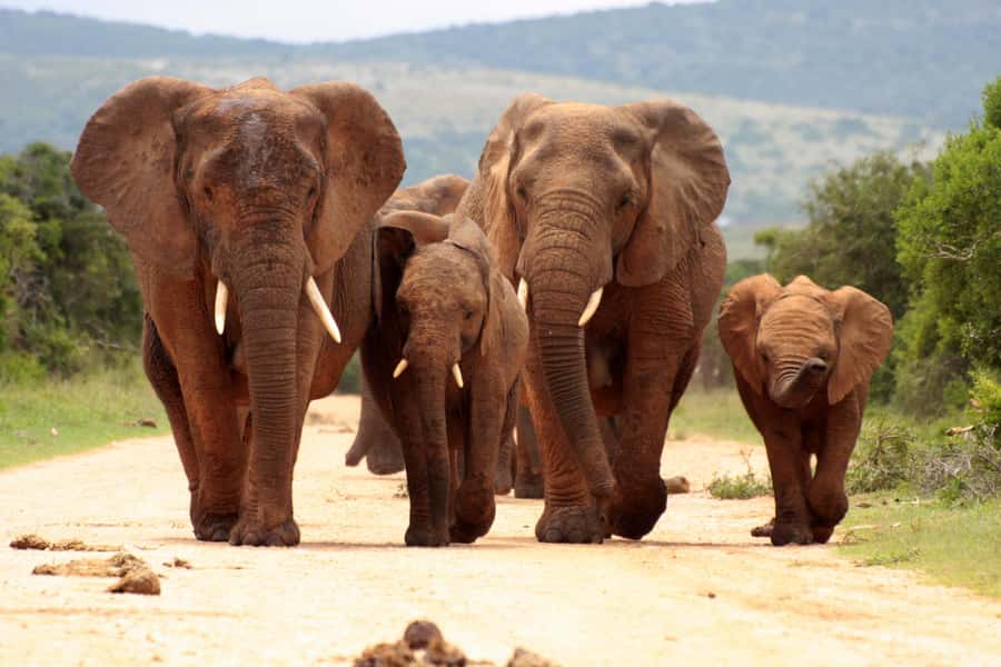 From Johannesburg: Pilanesberg Wildlife Safari - Pickup, the Air-Conditioned Ride, and How the Timing Really Feels