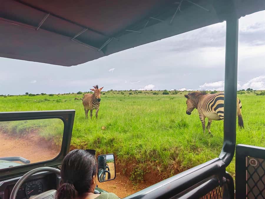From Johannesburg: Rhino & Lion Safari and Wonder Cave Tour - Johannesburg to the Cradle of Humankind: a smooth, focused day plan