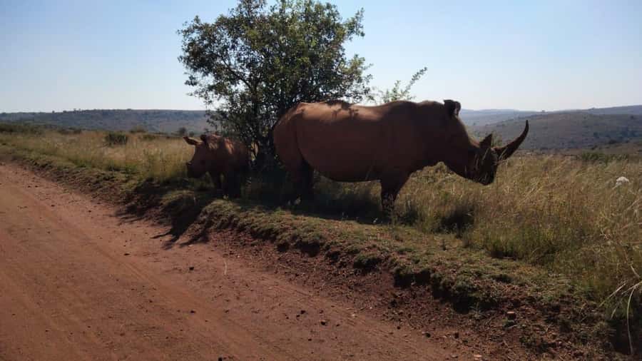 From Johannesburg: Rhino & Lion Safari and Wonder Cave Tour - Wonder Cave: 87 stairs, an 18-meter elevator, and formations up to 15 meters