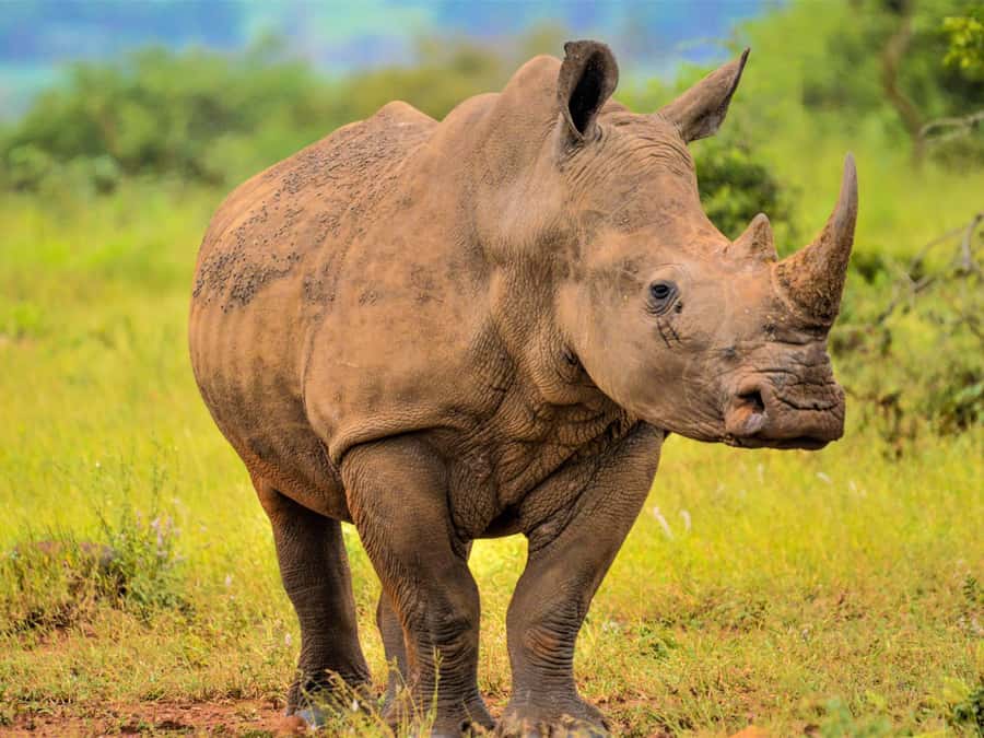 From Johannesburg: Rhino & Lion Safari and Wonder Cave Tour - Wildlife Centre and Predator Camp: what conservation looks like in real life