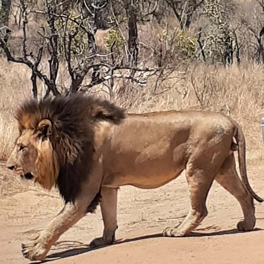 From Malelane: Half Day Kruger Park Wildlife Safari - Key Things You’ll Notice on This Safari