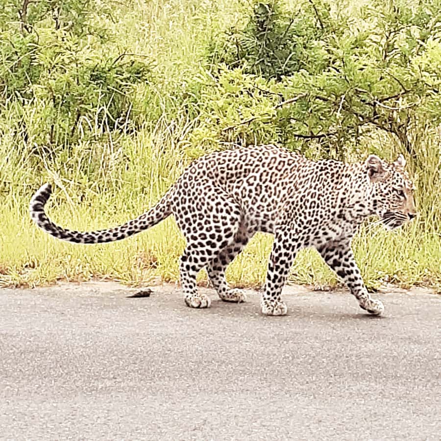 From Malelane: Half Day Kruger Park Wildlife Safari - Why Two-Way Radios Matter in the Bush