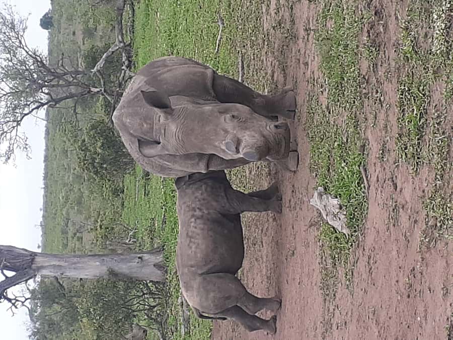 From Malelane: Kruger National Park Full-Day Safari - Key Points I’d Plan Around