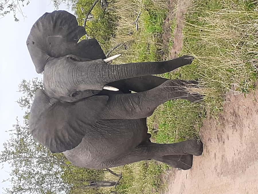 From Malelane: Kruger National Park Full-Day Safari - The Open 4x4 Safari Vehicle: How You Get Better Views