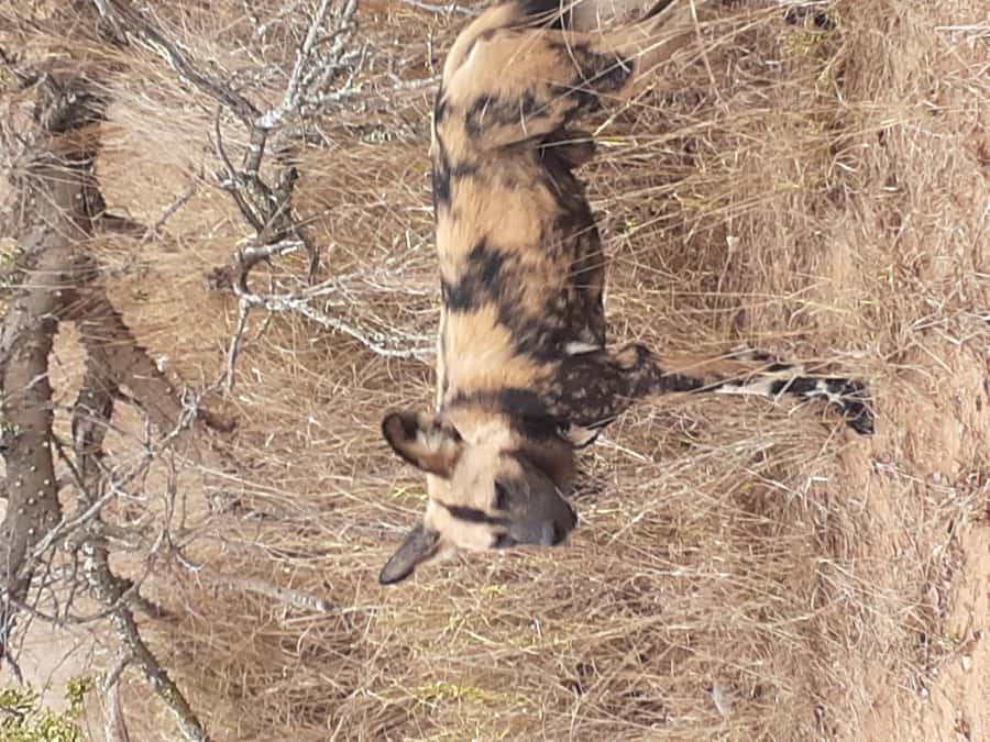 From Malelane: Kruger National Park Full-Day Safari - Pickup Time Matters More Than You Think