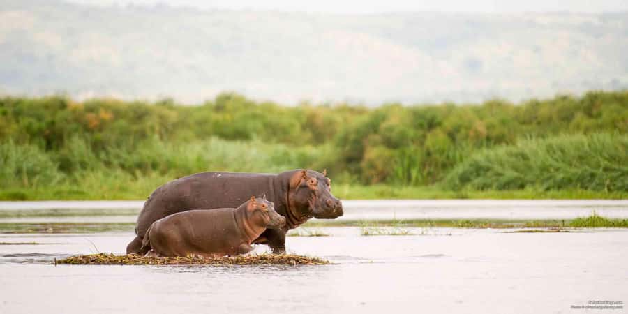 From Marloth Park: Sunset River Cruise Safari - Key Things You Should Know