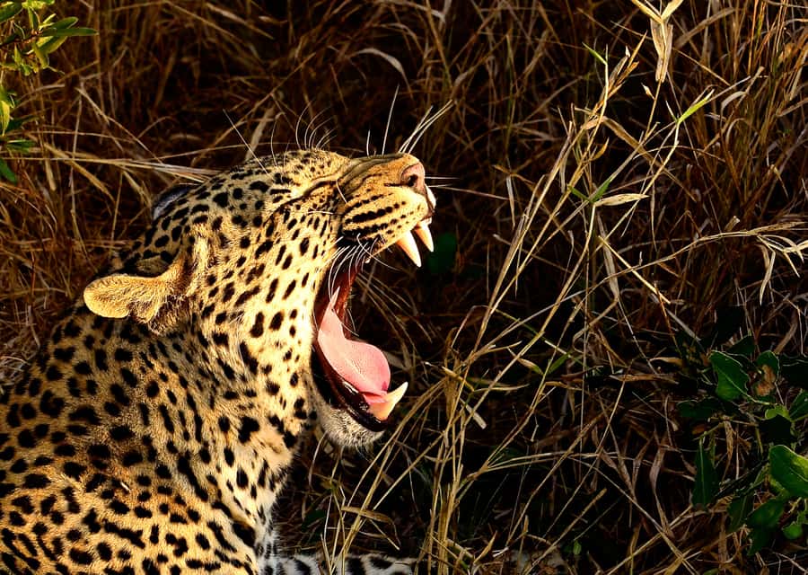 From Richards Bay: Hluhluwe Imfolozi Game Reserve Day Trip - From Richards Bay to Safari Time, Without the Open-Vehicle Hassle
