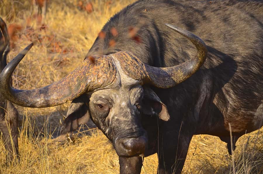 From Richards Bay: Hluhluwe Imfolozi Game Reserve Day Trip - What 6 Hours Really Means for Big Five Chances