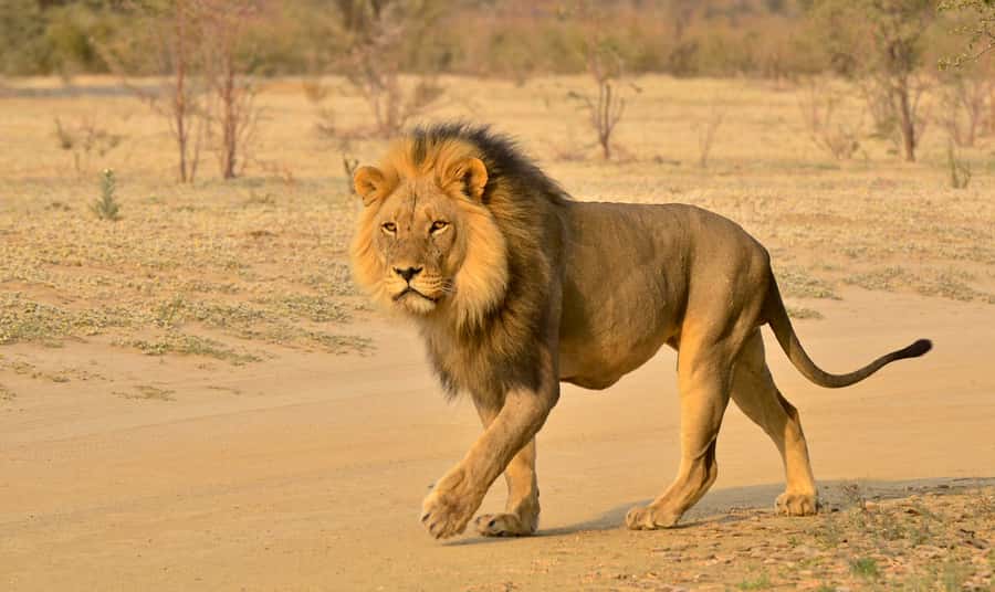 From Richards Bay: Hluhluwe Imfolozi Game Reserve Day Trip - Hluhluwe vs Imfolozi: Two Halves of One 98,000+ Hectare Reserve