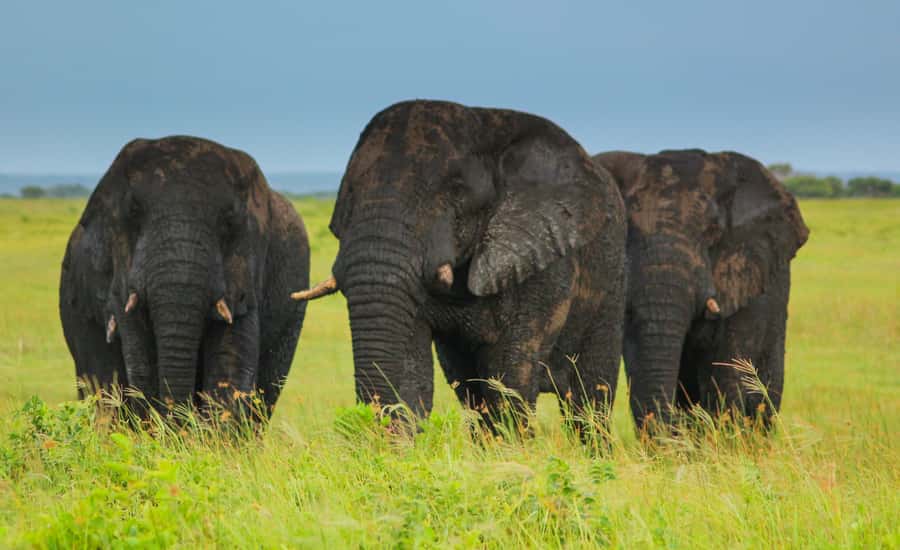 From St Lucia: Cape Vidal Full-Day Snorkeling Safari - Entering iSimangaliso: from St Lucia pickup to first animal sightings