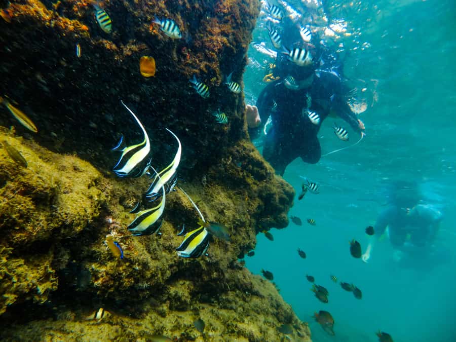 From St Lucia: Cape Vidal Full-Day Snorkeling Safari - Cape Vidal beach time: the shift from land safari to ocean snorkeling