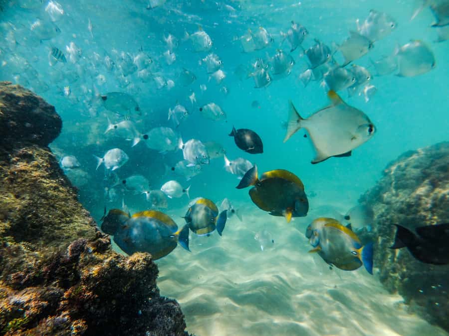 From St Lucia: Cape Vidal Full-Day Snorkeling Safari - Snorkelling with a guide: how to get the most from the 50+ fish