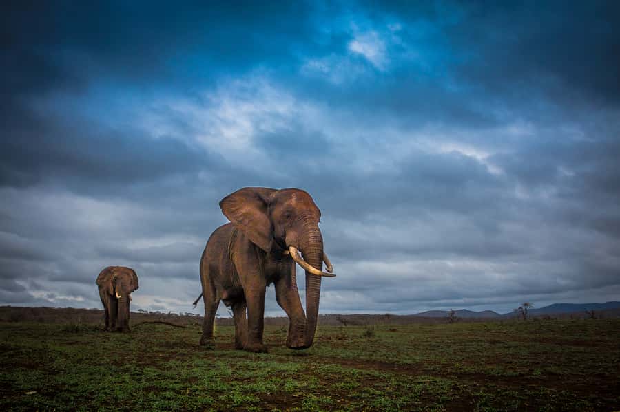 From St Lucia: iSimangaliso Sunset Safari - Why iSimangaliso at sunset is such a good move