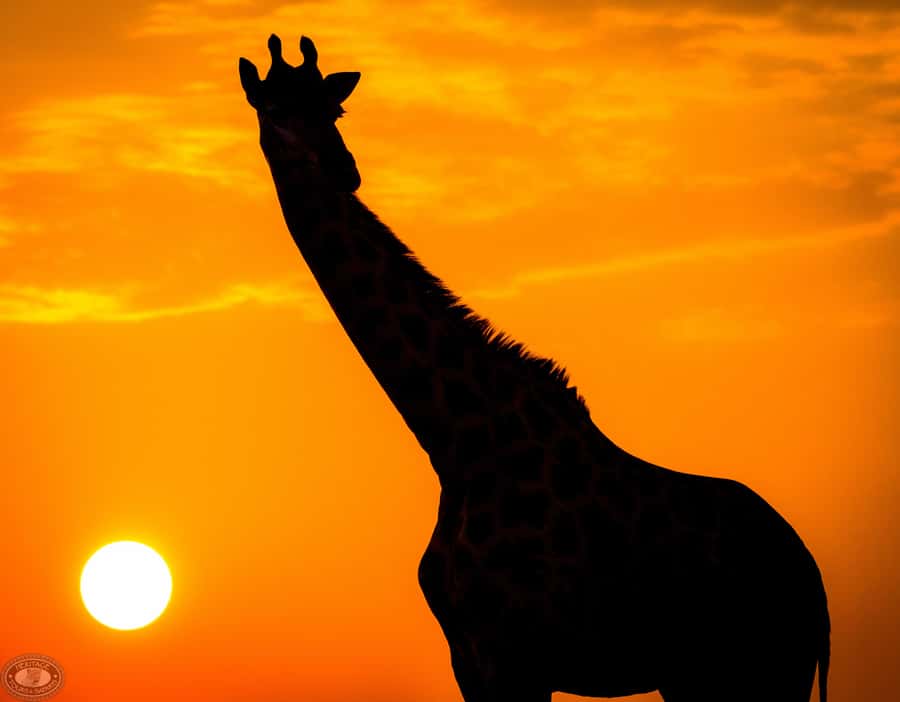 From St Lucia: iSimangaliso Sunset Safari - Getting picked up in St Lucia and what 3 hours really means