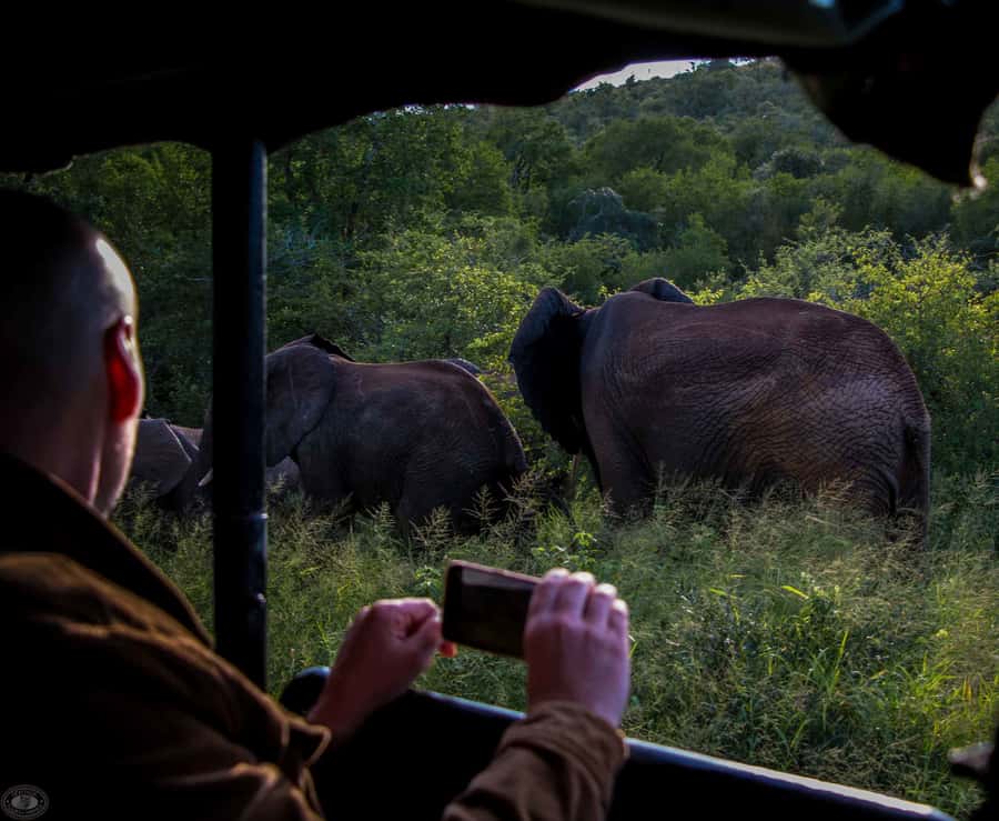 From St Lucia: iSimangaliso Wetland Park Night Drive Safari - iSimangaliso After Dark: What Makes a Night Drive Different