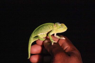 iSimangaliso Wetland Park Night Drive Safari