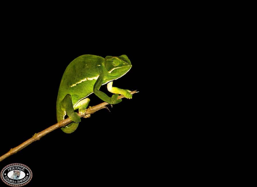 From St Lucia: iSimangaliso Wetland Park Night Drive Safari - Your Guide and the Spotlight Method (English, Plus Real Animal Detail)