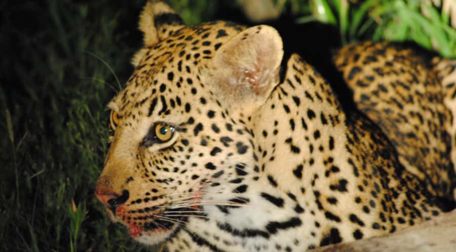 From St Lucia: iSimangaliso Wetland Park Night Drive Safari - Nocturnal Stars You Might See: Bush Babies, Aardvarks, and More