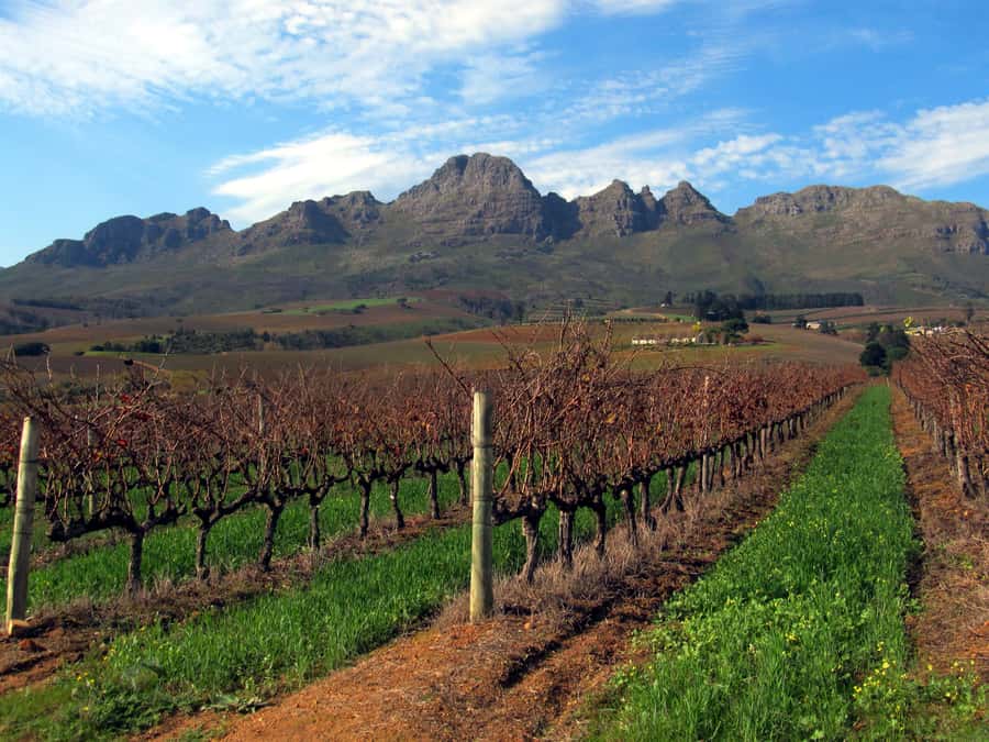From Stellenbosch: Hop-On Hop-Off Wine Tour Southern Route - The Estates You Can Choose, and What Each One Is Best For