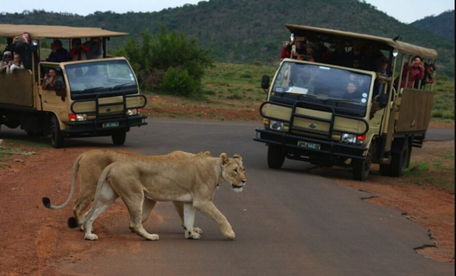 From Sun City: Pilanesberg National Park 3-Hour Game Drive - Key things to know before you go
