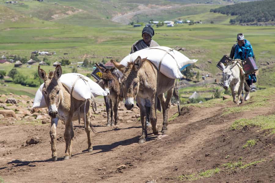 From Underberg: Extended Lesotho Day Tour - 9.5hrs - Mokhotlong and Makhapung: Healer Visits and Traditional Dance Shows
