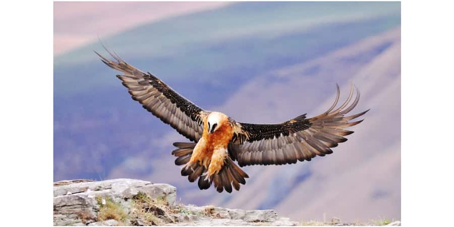 From Underberg: Sani Pass Birding Tour with Birding Guide - Why the Sani Pass is a Birding Shortcut to Drakensberg Targets