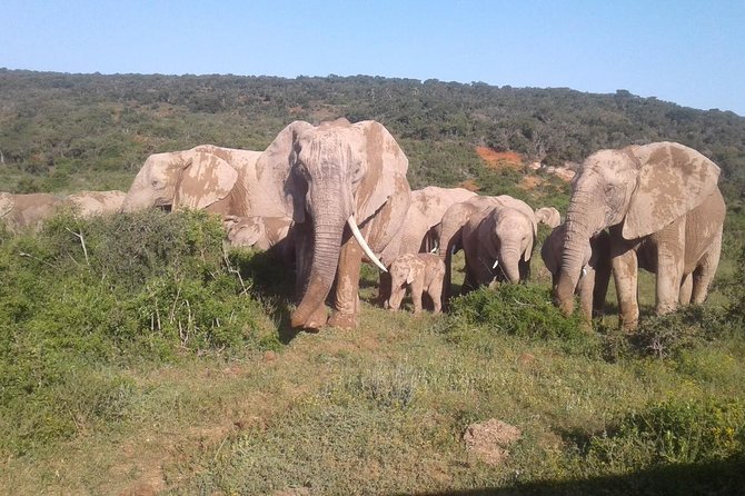 Full Day Addo Elephant National Park Safari wit BBQ:Thentic Tours - The morning plan: pickup, timing, and how the day stays smooth