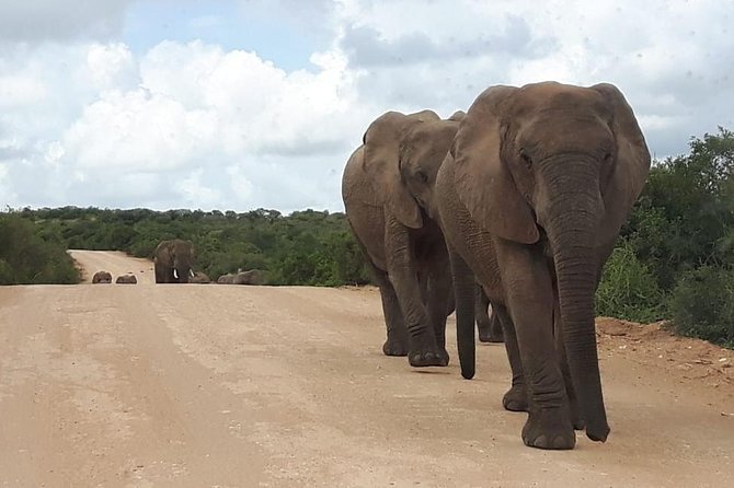 Full Day Addo Elephant National Park Safari wit BBQ:Thentic Tours - The braai lunch break: why it improves a long safari day