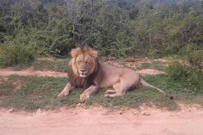 Full Day Addo Elephant National Park Safari wit BBQ:Thentic Tours - What to pack for a day that can turn windy or cold