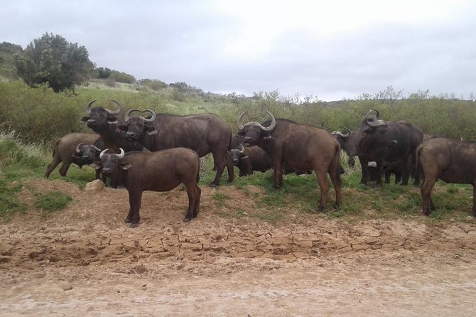 Full Day Addo Elephant National Park Safari wit BBQ:Thentic Tours - Inside Addo: what the driving time is really for