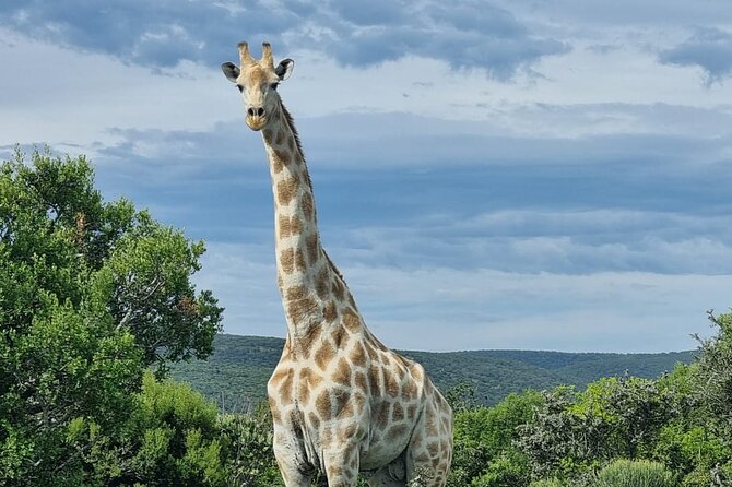 Full-Day Addo Elephant Park & Giraffe Walk - Getting from Port Elizabeth to Addo: timing that keeps the day from feeling rushed