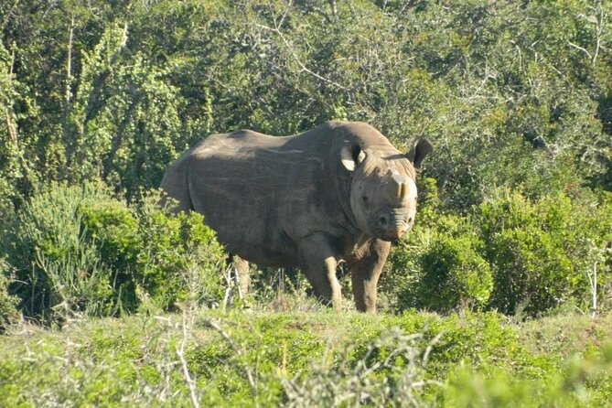 Full-Day Addo Elephant Park & Giraffe Walk - Logistics that can make or break your experience