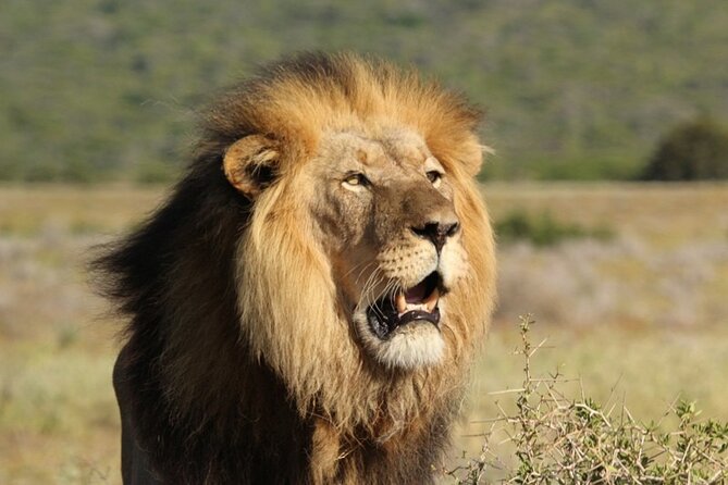Full-Day Addo Elephant Park & Giraffe Walk - The braai lunch inside Addo: a break that feels like the day, not a pause button