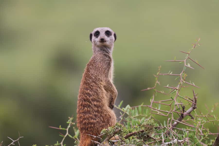 Full-Day Addo Park & Schotia Game Reserve (Open 4x4 vehicle) - Should you book this Addo and Schotia Big 5 day trip?