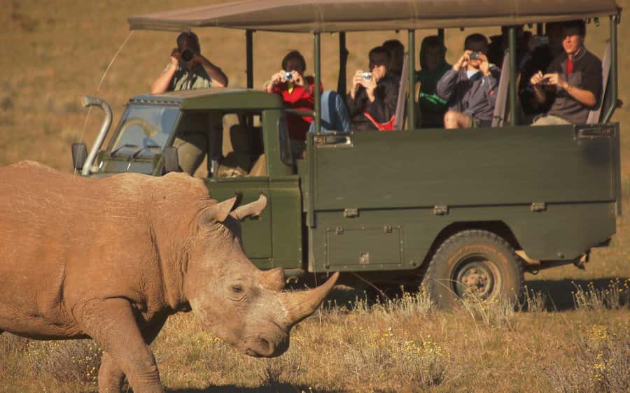 Full-Day Addo Park & Schotia Game Reserve (Open 4x4 vehicle) - Pickup, timing, and how the day actually flows