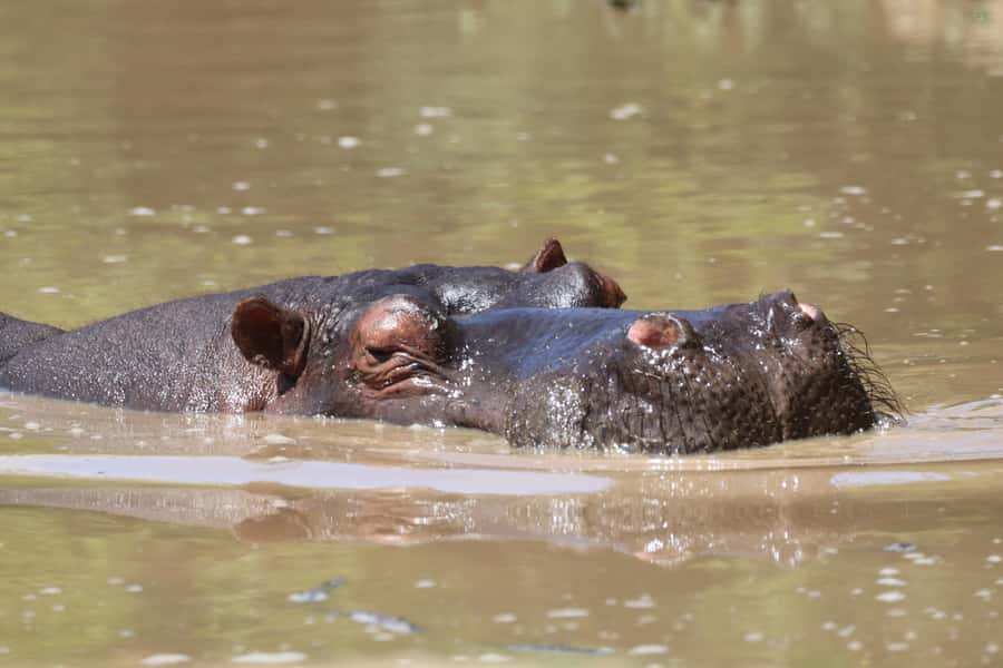 Full-Day Addo Park & Schotia Game Reserve (Open 4x4 vehicle) - Lunch inside the park: included, timed, and actually helpful