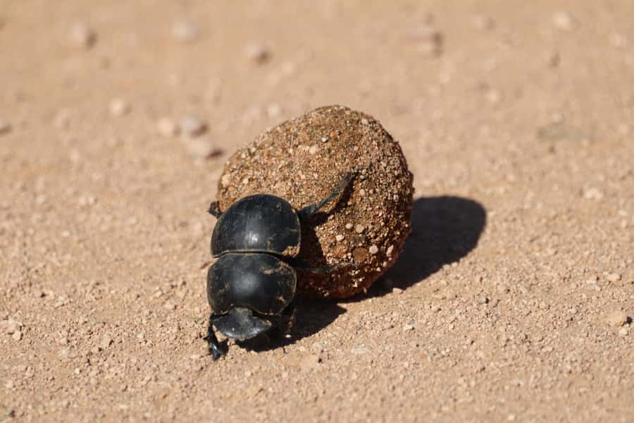 Full-Day Addo Park & Schotia Game Reserve (Open 4x4 vehicle) - Schotia Safaris Private Game Reserve: 3 hours in an open top 4x4