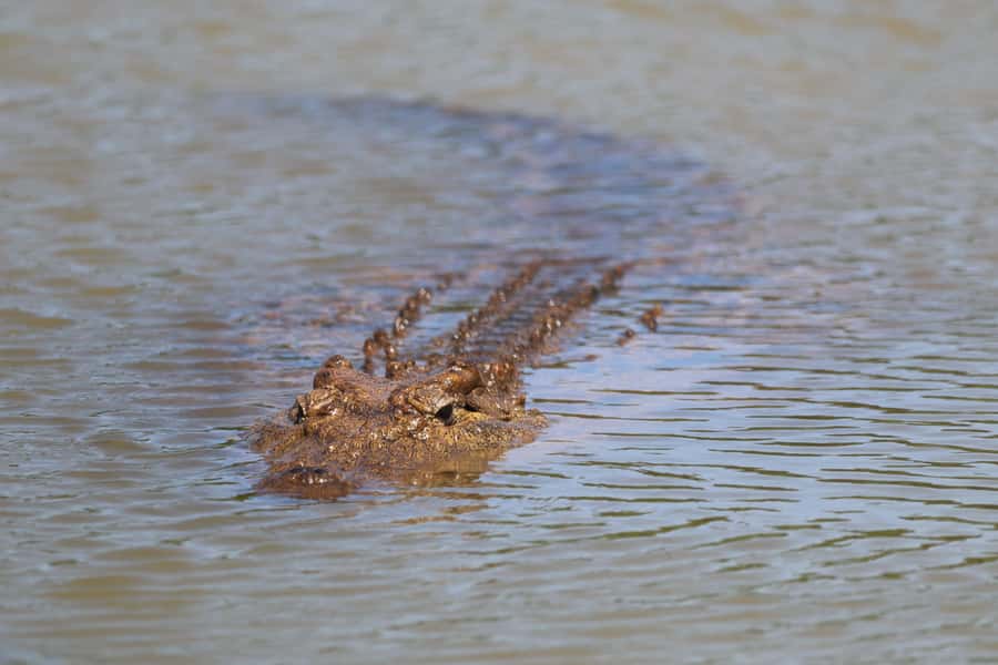 Full-Day Addo Park & Schotia Game Reserve (Open 4x4 vehicle) - Photography, spotting, and what your guide is doing for you