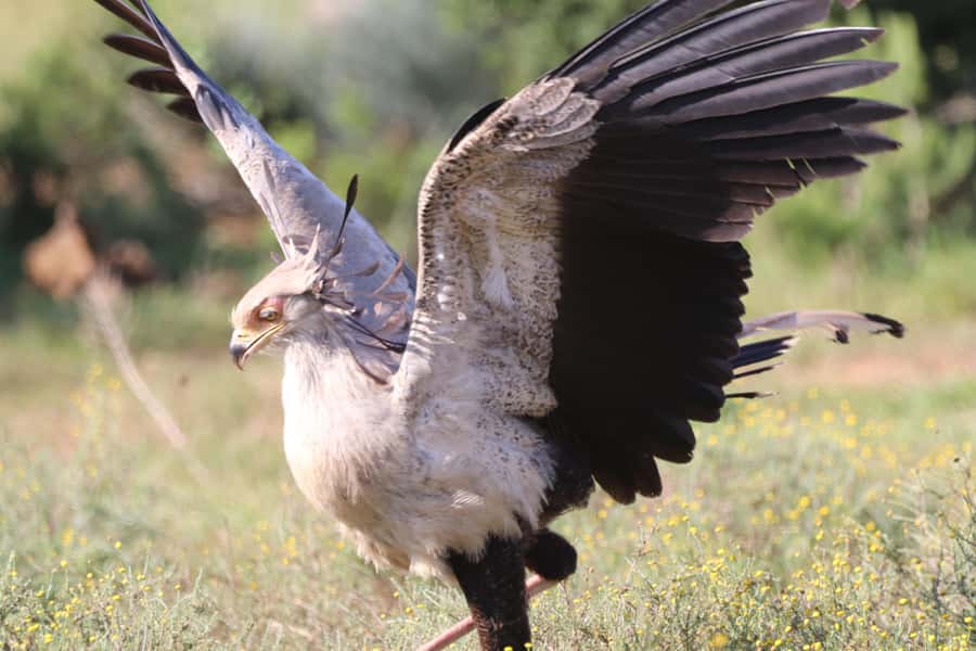 Full-Day Addo Park & Schotia Game Reserve (Open 4x4 vehicle) - Who this safari day suits best (and who might skip it)